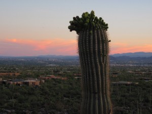Saguaro in Bloom, May 8, 2010 Saguaro in Bloom, May 8, 2010