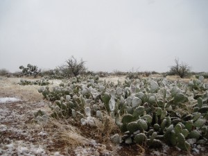 Prickly Pear outside of Saddlebrook Prickly Pear outside of Saddlebrook