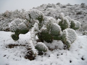 Chillin' Cactus Chillin' Cactus