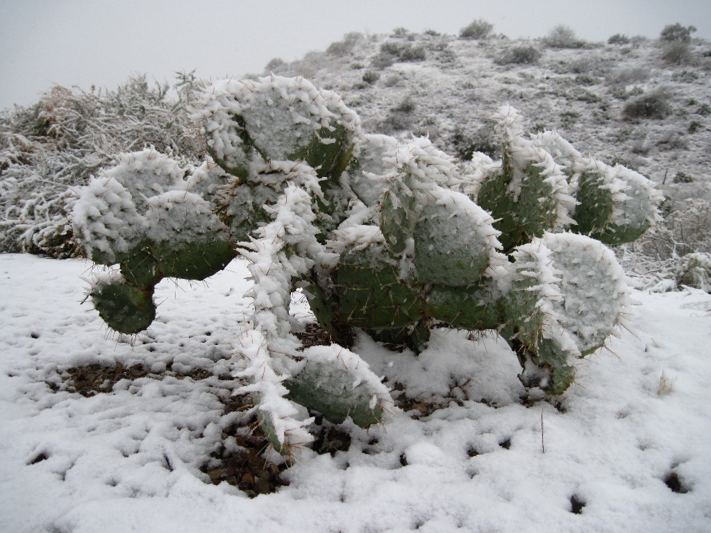 Cactus In Snow