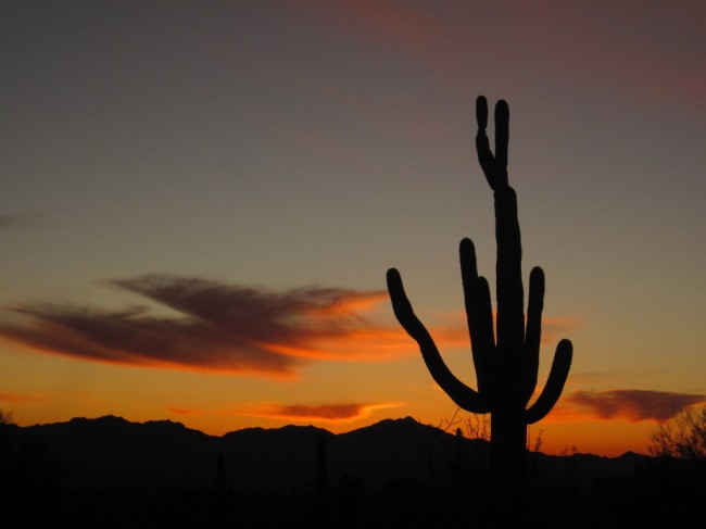 Silhouette Saguaro Sunset Silhouette Saguaro Sunset
